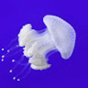 Meet your Posher, Claudia